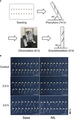 Transcriptome profiles of rice roots under simulated microgravity conditions and following gravistimulation